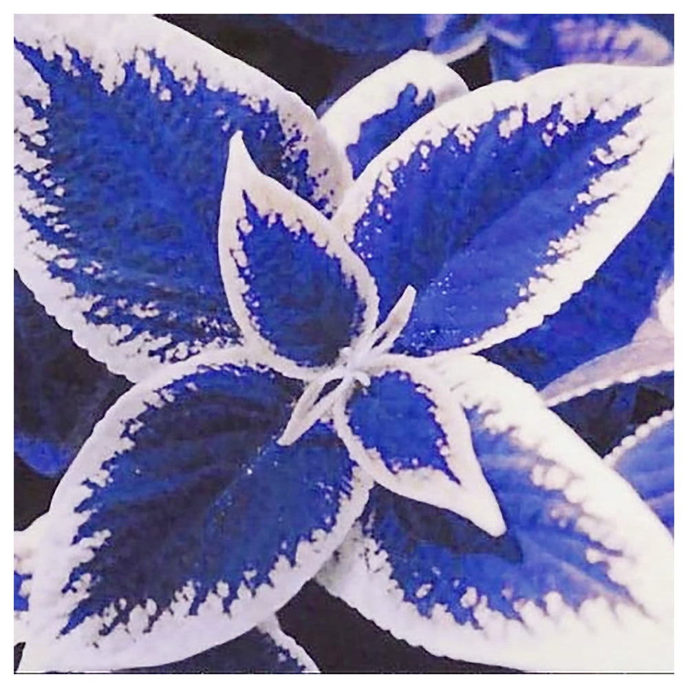 Blue Dragon Coleus Flower Seeds – Heirloom Non-GMO High Germination Organic Garden Seeds for Planting | Neera Seeds product photo [neera-v4-04264fb850cb2c20438c]