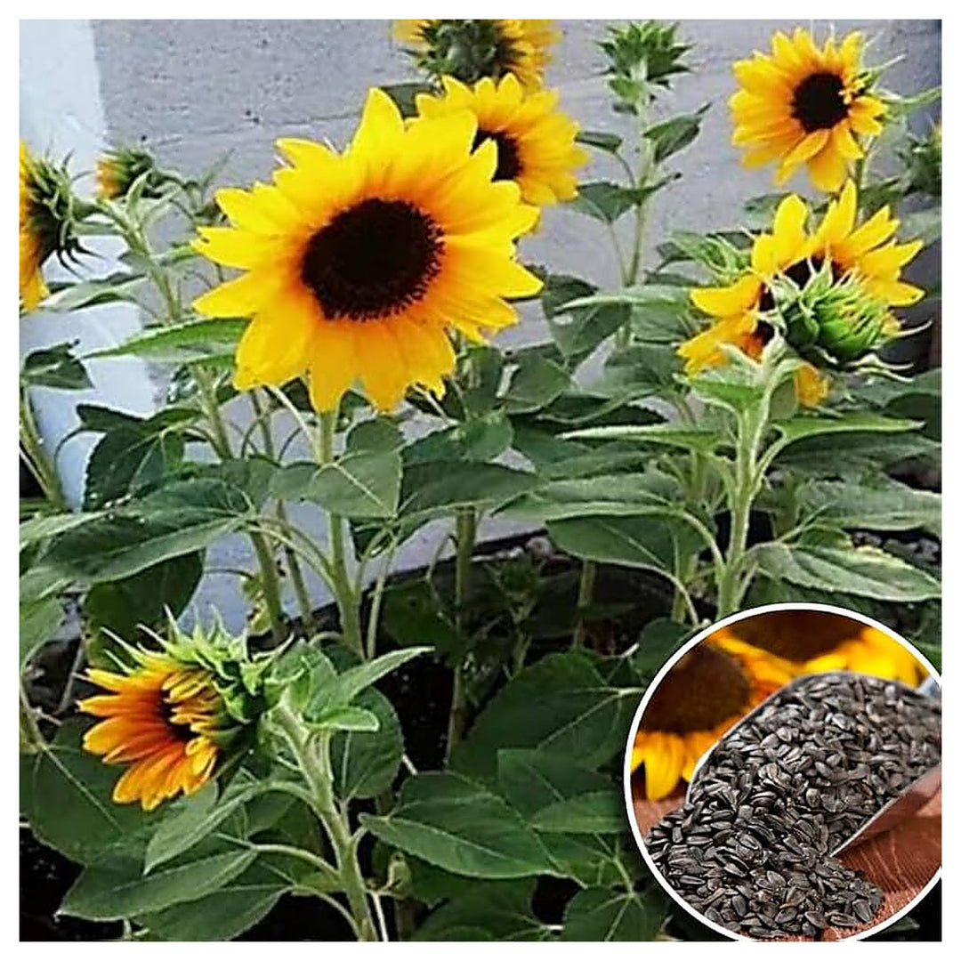 Sunflower Planting Home Garden And Flower Bed Flower Seeds Home Garden Planting, | Neera Seeds product photo [neera-v4-044927ab73629884026f]