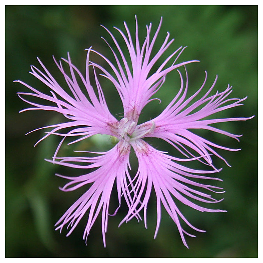 Pink Dianthus Superbus Flower Seeds for Planting – Fragrant &amp; Hardy Perennial Blooms | Neera Seeds product photo [neera-v4-046ec1589f02877fcc39]