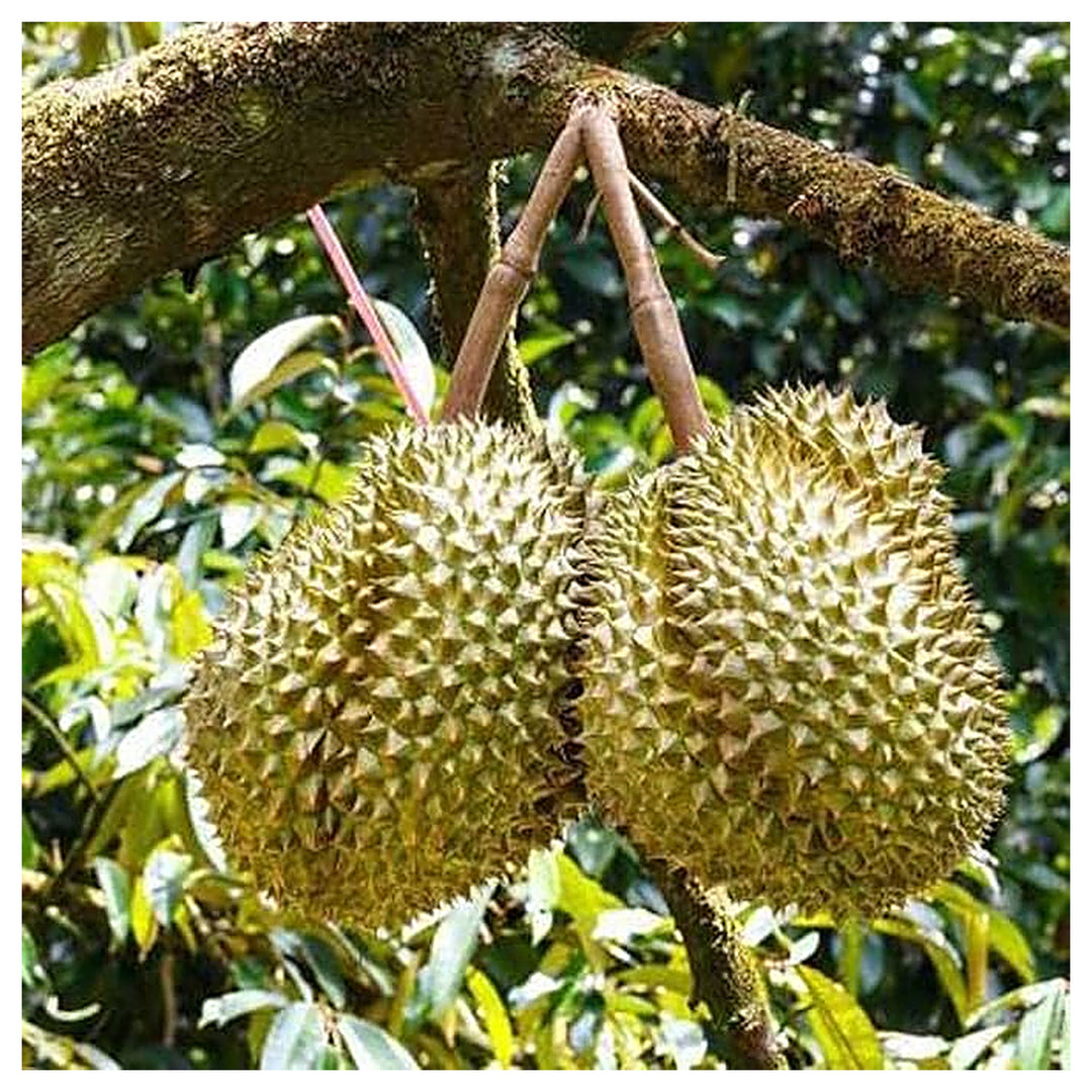 Durian Monthong Seeds – Premium Tropical Fruit Seeds for Garden Planting | Neera Seeds product photo [neera-v4-047411cfb6bcee96df67]