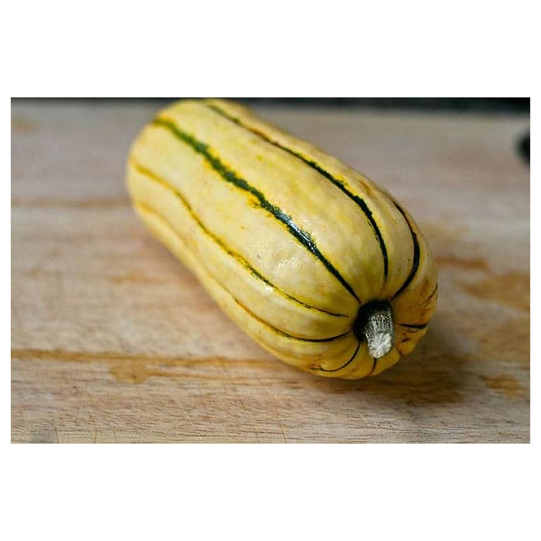 Lakota Squash For Planting Cucurbita Pepo For Vegetable Patches And Home Gardens Flower Seeds for | Neera Seeds product photo [neera-v4-047571f5c5d5a2d31ffd]