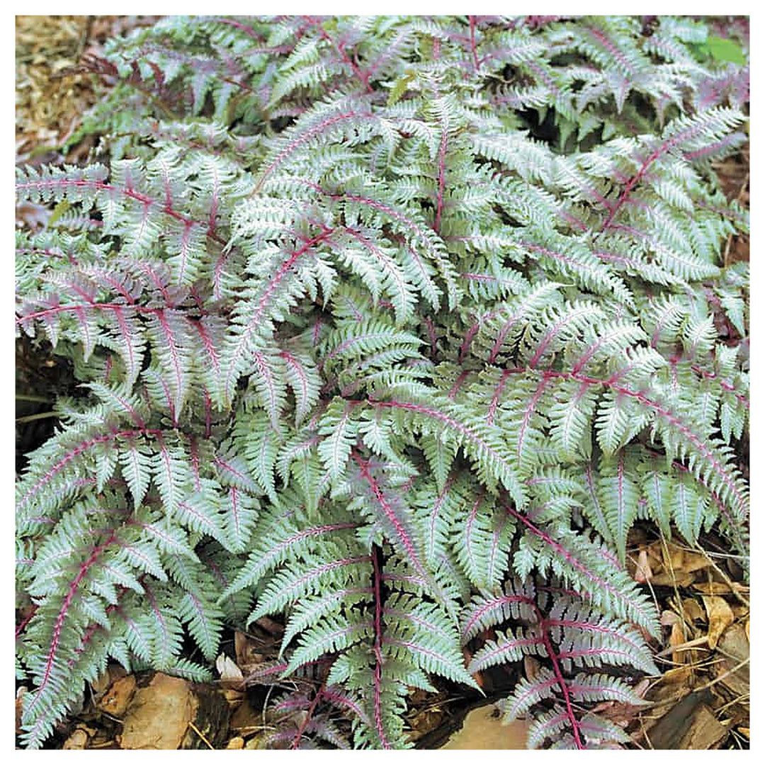 Fern Grey Plant Seeds for Planting – Heirloom Non-GMO High Germination Organic Garden Seeds | Neera Seeds product photo [neera-v4-04815e260715cfa371e2]