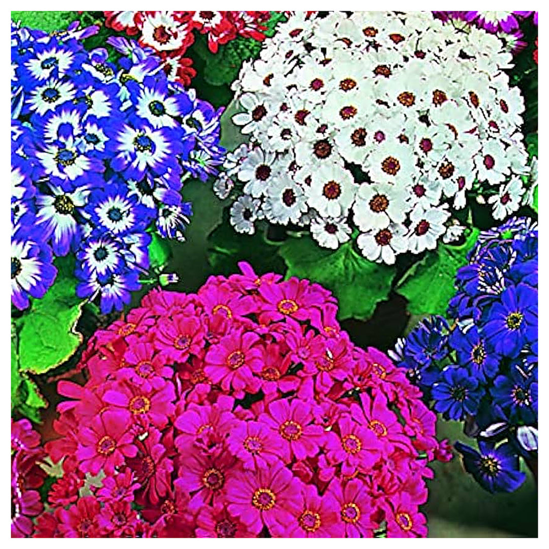 Pink Violet Red Cineraria Florist Mix Cineraria Spp Blooms For Cut Flower Gardens Flower Seeds for | Neera Seeds product photo [neera-v4-048526ee0a77042594b9]