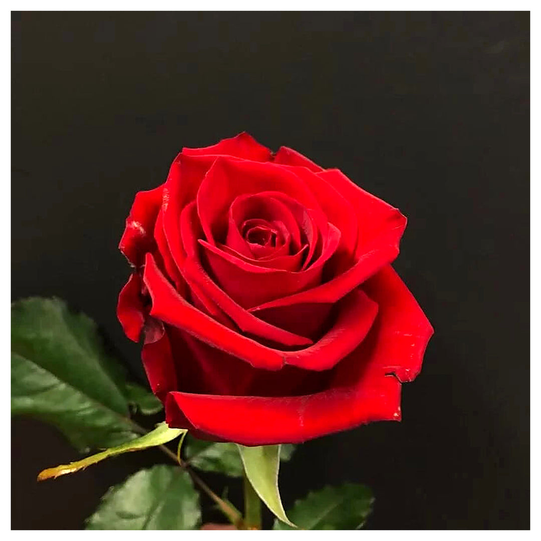 Hybrid Rose Flower Seeds for Planting – Heirloom, Non-GMO Seeds for Home Gardens, High Germination | Neera Seeds product photo [neera-v4-04a220f6081461c31641]