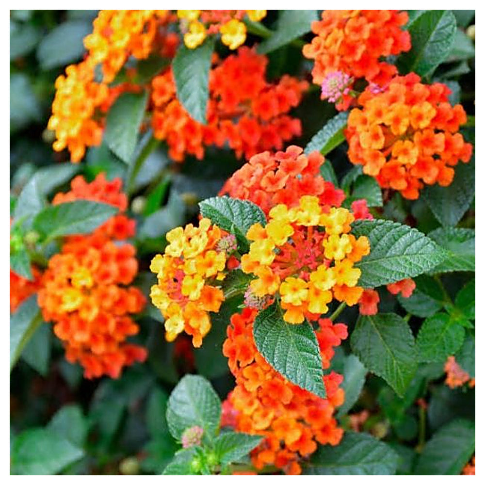 Lantana Flower Seed for Planting 100 pcs | Neera Seeds product photo [neera-v4-04c057b5d8d44e2c818f]