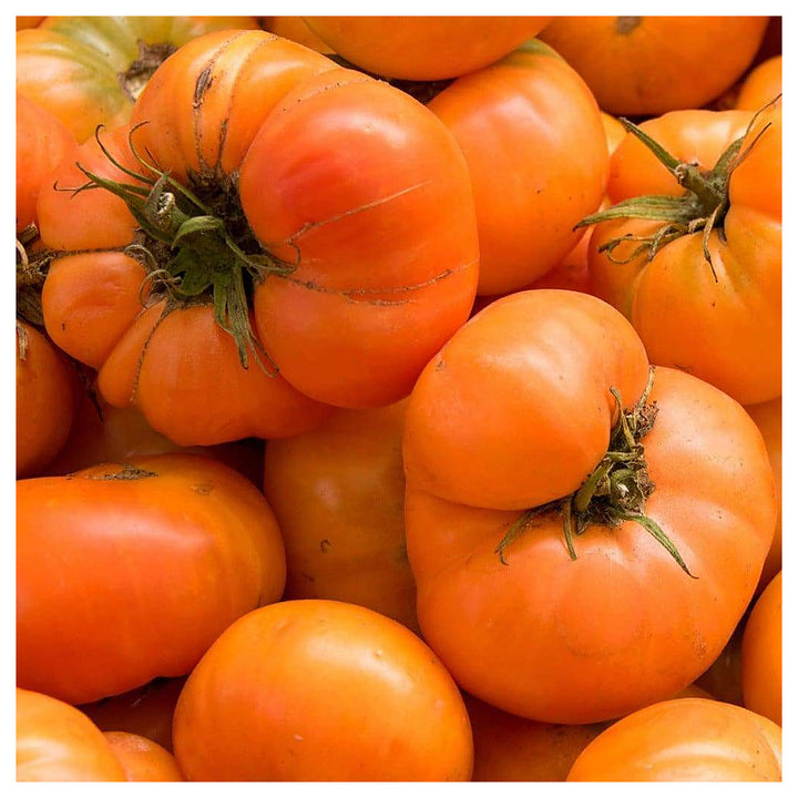 Dark Orange Big Tomato Seeds for Planting – Heirloom, Non-GMO, High Germination Organic Garden Seeds | Neera Seeds product photo [neera-v4-04c538d46061c5e600c4]