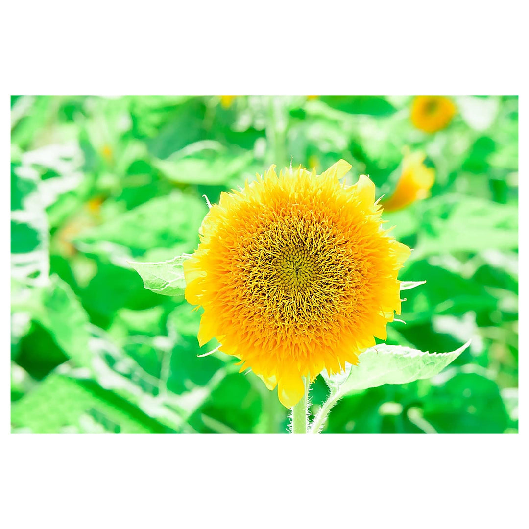 Helianthus Salicifolius Flower Seeds for Planting – Unique Ornamental Foliage and Bright Blooms | Neera Seeds product photo [neera-v4-04d1fc6dfc113e6cd1b3]