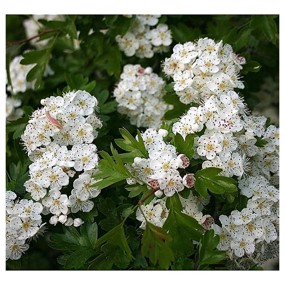 White Hawthorn (Crataegus Monogyna) Flower Seeds for Planting – Heirloom Non-GMO Organic Garden Seeds with High Ger | Neera Seeds product photo [neera-v4-04dc2cef2ae7a19ed5cb]