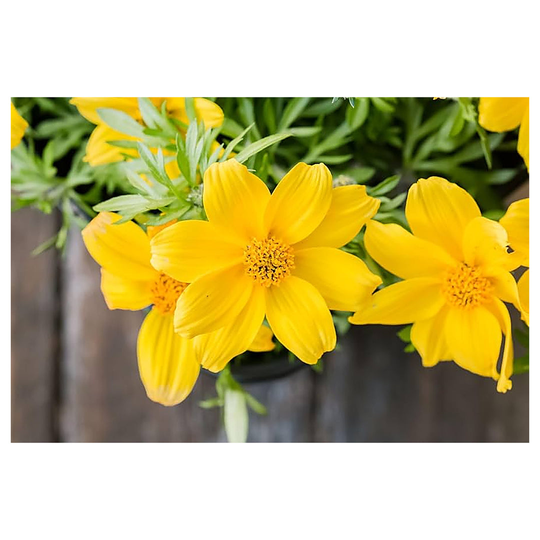 Bidens Flower Seeds for Planting, Fresh - NON GMO Seeds | Neera Seeds product photo [neera-v4-04df7ee7aab47adbf37e]
