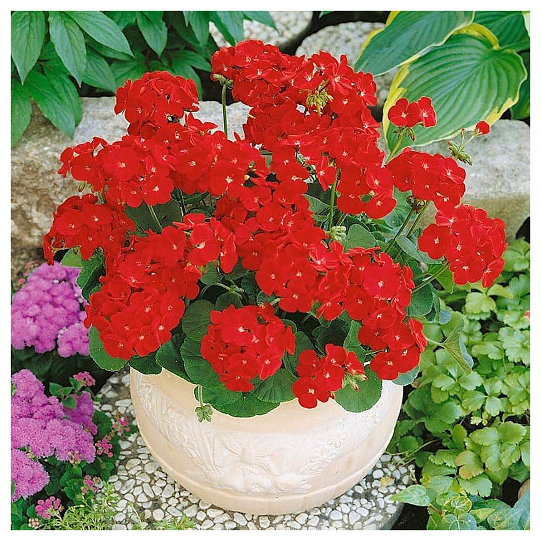 Heirloom Non-GMO Maverick Scarlet Flower Seeds for Planting – Bold Red Ornamental Garden Blooms | High Germination | Neera Seeds product photo [neera-v4-04e219dd357c21831eb8]