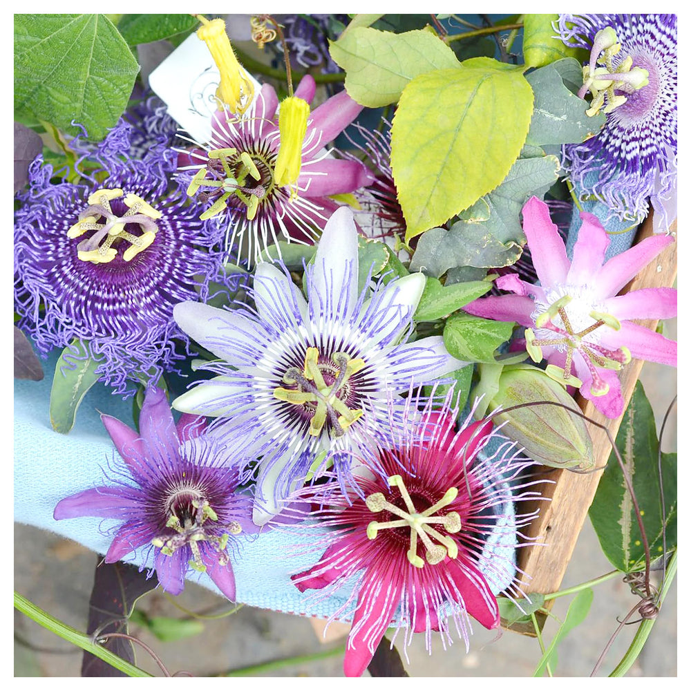 Mixed Color Passion Flower Seeds – Non-GMO, Heirloom, High Germination Organic Garden Seeds for Planting | Neera Seeds product photo [neera-v4-04e2e818306b7e7edd19]