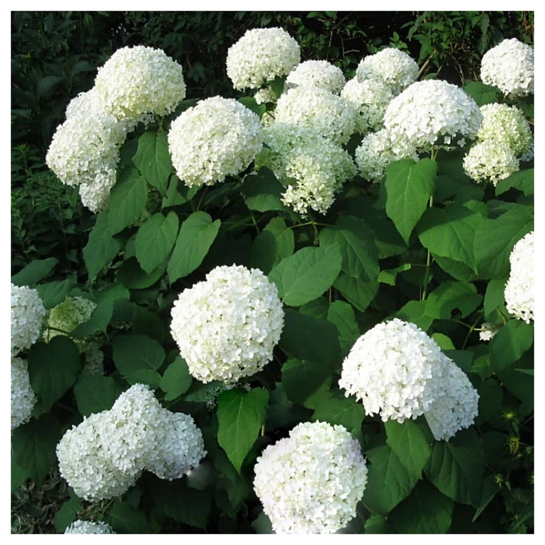 Heirloom Hydrangea Annabelle Seeds - Non-GMO, High Germination Organic Flowering Shrub Garden Seeds for Planting | Neera Seeds product photo [neera-v4-04efc0c6303397865316]