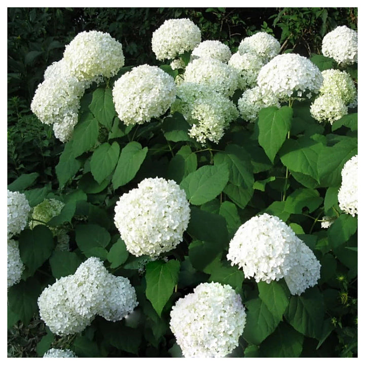 Heirloom Hydrangea Annabelle Seeds - Non-GMO, High Germination Organic Flowering Shrub Garden Seeds for Planting | Neera Seeds product photo [neera-v4-04efc0c6303397865316]