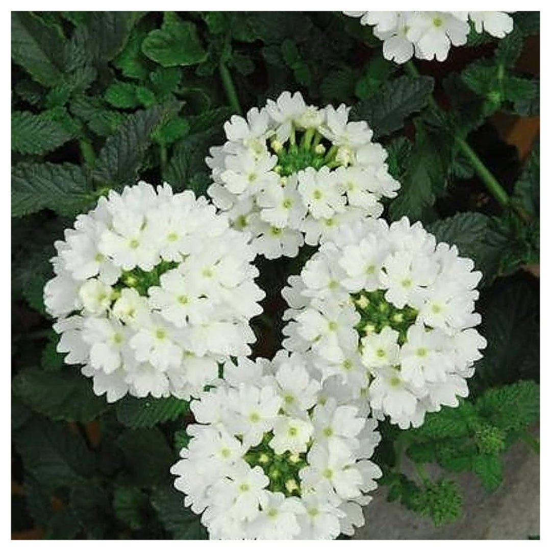 White Hastata Flower Monsoon Gardens Flower Seeds Home Garden Planting, Blooming Organic | Neera Seeds product photo [neera-v4-04f83e6d23ffe5050548]