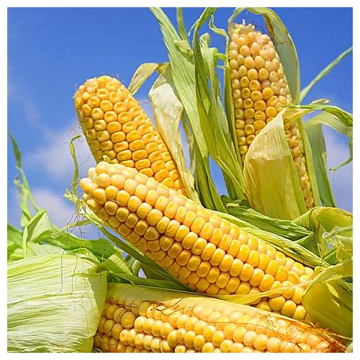 Sweet Corn Golden Bantam Seeds – Non-GMO, Heirloom, High-Yield Sweetcorn Variety | Neera Seeds product photo [neera-v4-04fd1041077dbb55926c]