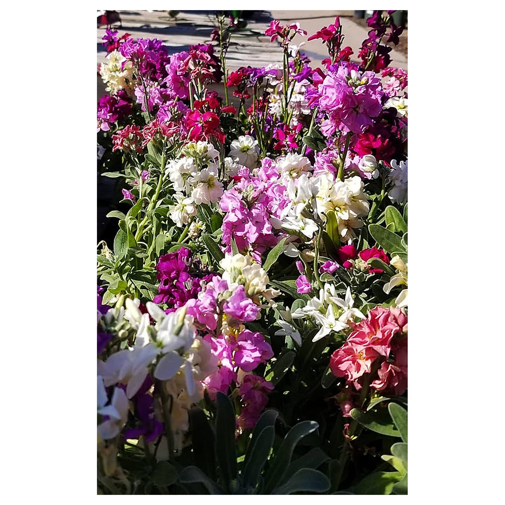 Heirloom Purple & White Matthiola Incana Seeds for Planting – Non-GMO, High Germination Organic Garden Seeds | Neera Seeds product photo [neera-v4-0504d462f82f69e90484]