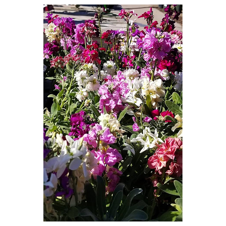 Heirloom Purple &amp; White Matthiola Incana Seeds for Planting – Non-GMO, High Germination Organic Garden Seeds | Neera Seeds product photo [neera-v4-0504d462f82f69e90484]