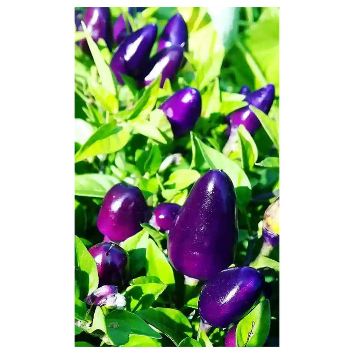 Dwarf Chilli Pepper Little Blue Exotic Mini Hot Pepper Seeds for Planting | Heirloom, Non-GMO, Organic Seeds | Neera Seeds product photo [neera-v4-05059ed8c2bb300d37c0]