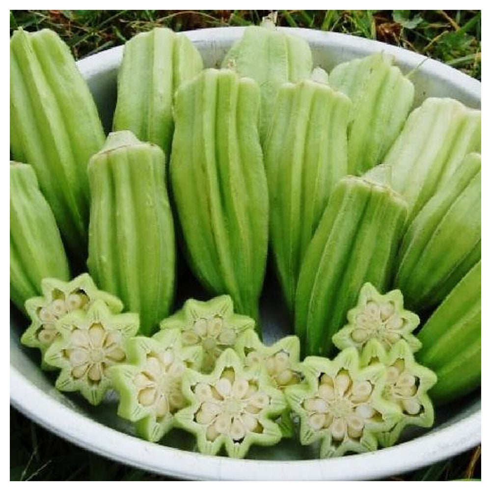 Star of David Okra Seeds for Planting – Heirloom, Non-GMO Vegetable Seeds for Home Garden & Organic Growing | Neera Seeds product photo [neera-v4-050de9687b706137b888]
