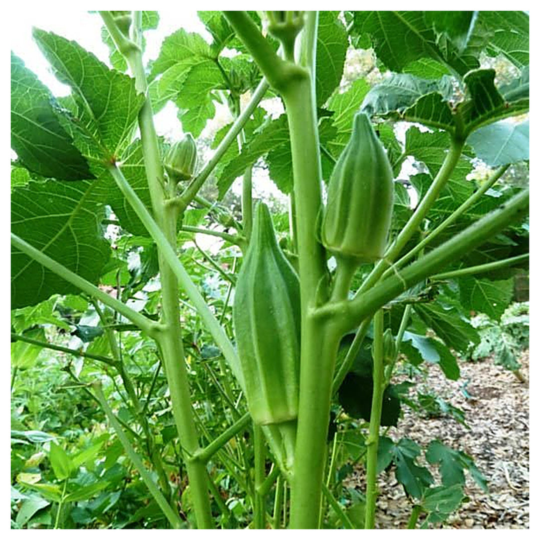 Star of David Okra Seeds for Planting – Heirloom, Non-GMO Vegetable Seeds for Home Garden & Organic Growing | Neera Seeds product photo [neera-v4-0536707c423a760cc004]