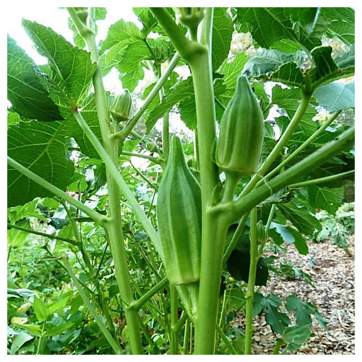 Star of David Okra Seeds for Planting – Heirloom, Non-GMO Vegetable Seeds for Home Garden &amp; Organic Growing | Neera Seeds product photo [neera-v4-0536707c423a760cc004]