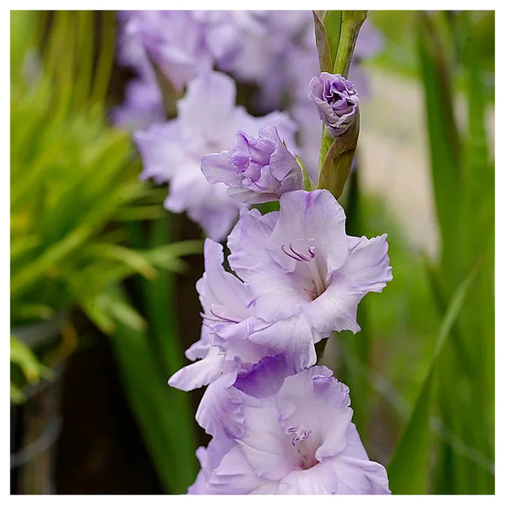 Heirloom Non-GMO Gladiolus Flower Seeds for Planting | Lavender Blooms | Organic Garden Seeds | High Germination | Neera Seeds product photo [neera-v4-05482774439067067754]