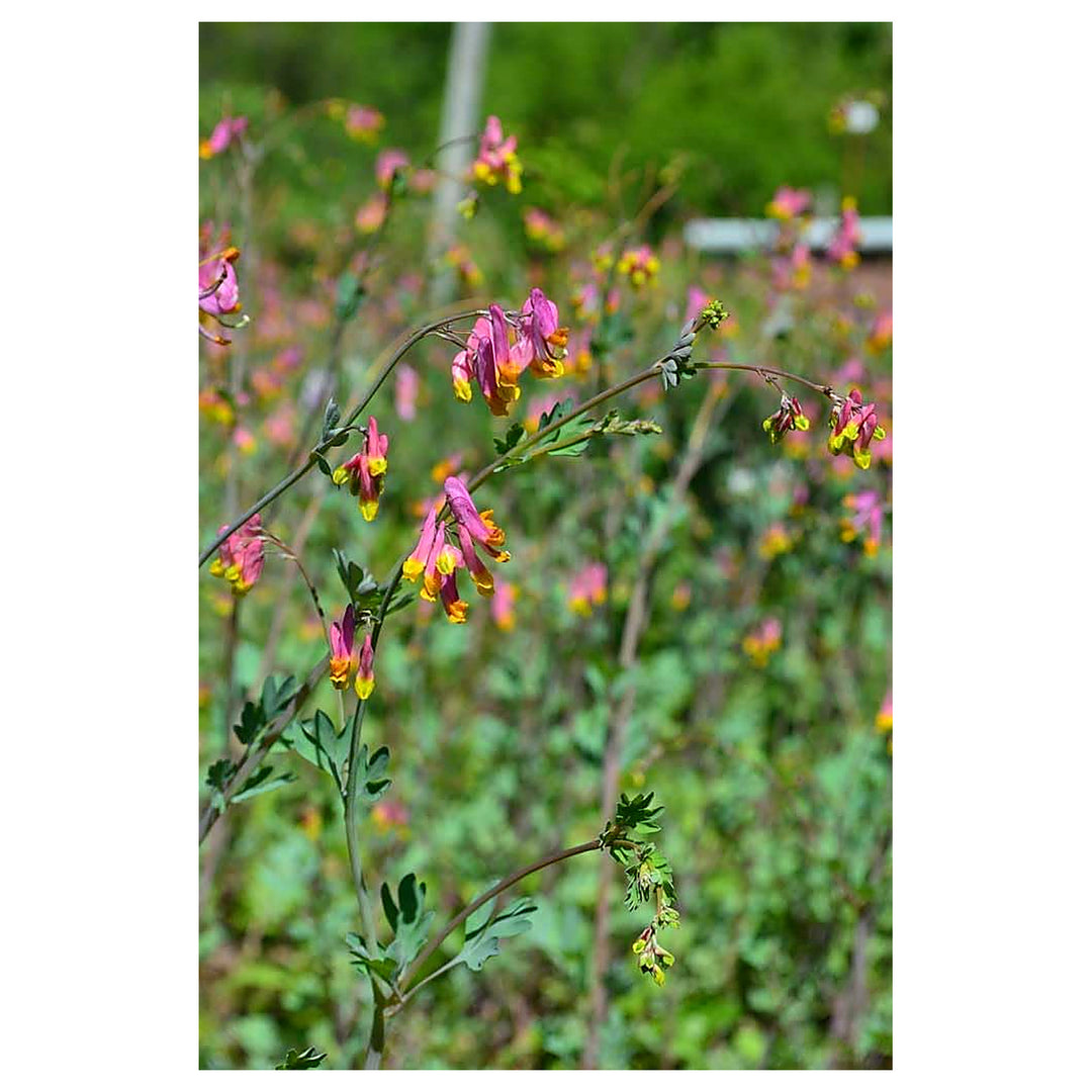 Heirloom Non-GMO Corydalis Sempervirens Flower Seeds for Planting – Hardy Fragrant Wildflower Garden Blooms | Neera Seeds product photo [neera-v4-0557c16e0990e3ae9d25]
