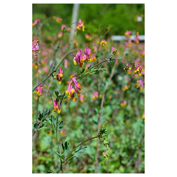 Heirloom Non-GMO Corydalis Sempervirens Flower Seeds for Planting – Hardy Fragrant Wildflower Garden Blooms | Neera Seeds product photo [neera-v4-0557c16e0990e3ae9d25]