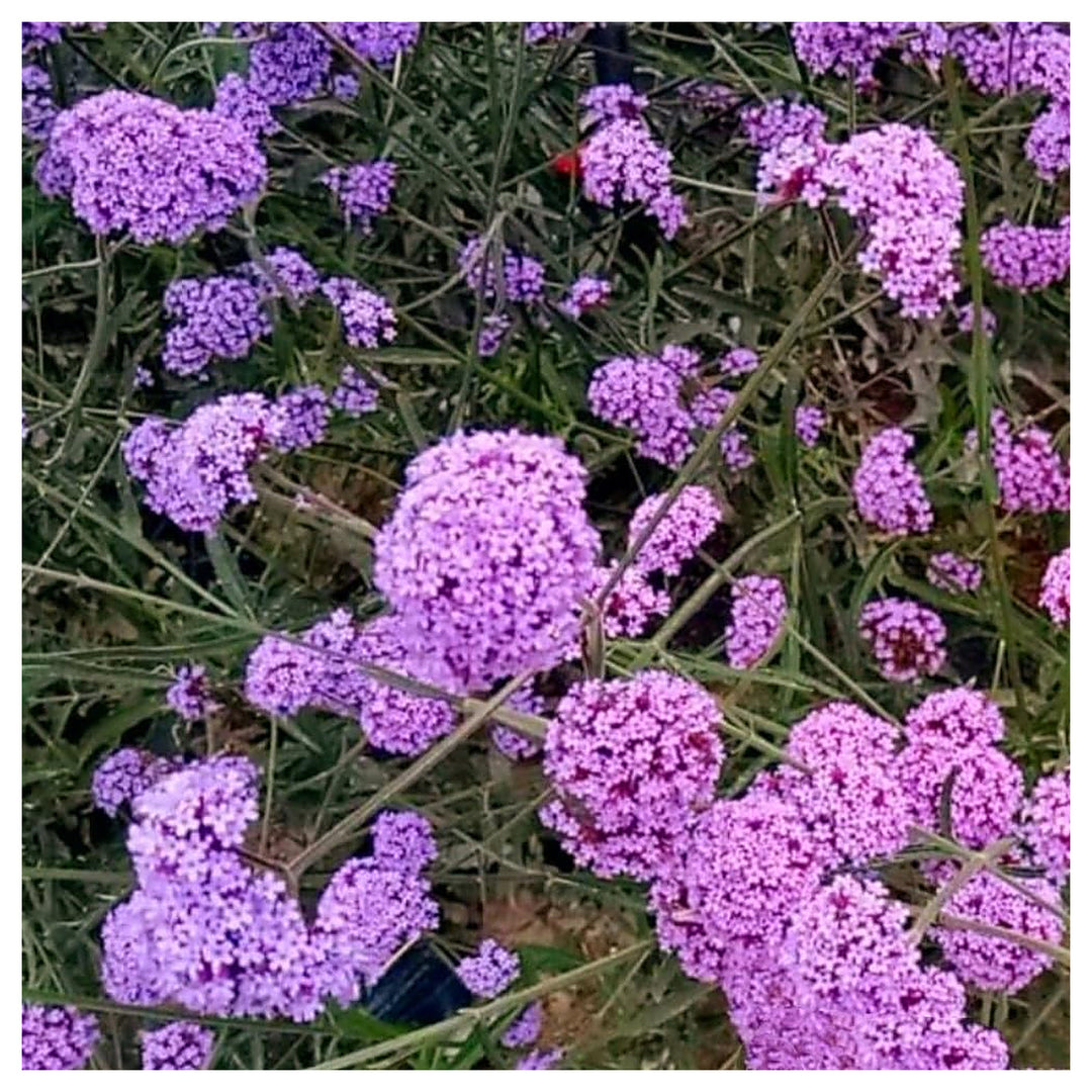 Blue Heirloom Vervain Verbena Beautiful Garden Flower Displays Flower Seeds Home Garden | Neera Seeds product photo [neera-v4-0558ac6e46259dfc4434]