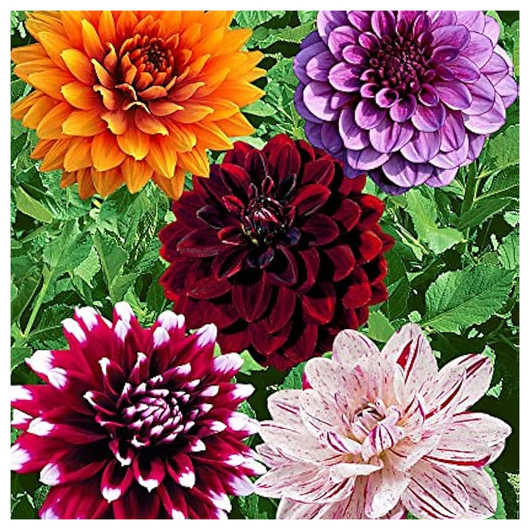 Dahlia Flower Mixed Colors Fresh Planting Vibrant Summer Blooms Flower Seeds Home Garden | Neera Seeds product photo [neera-v4-055adc68006f32472ef2]