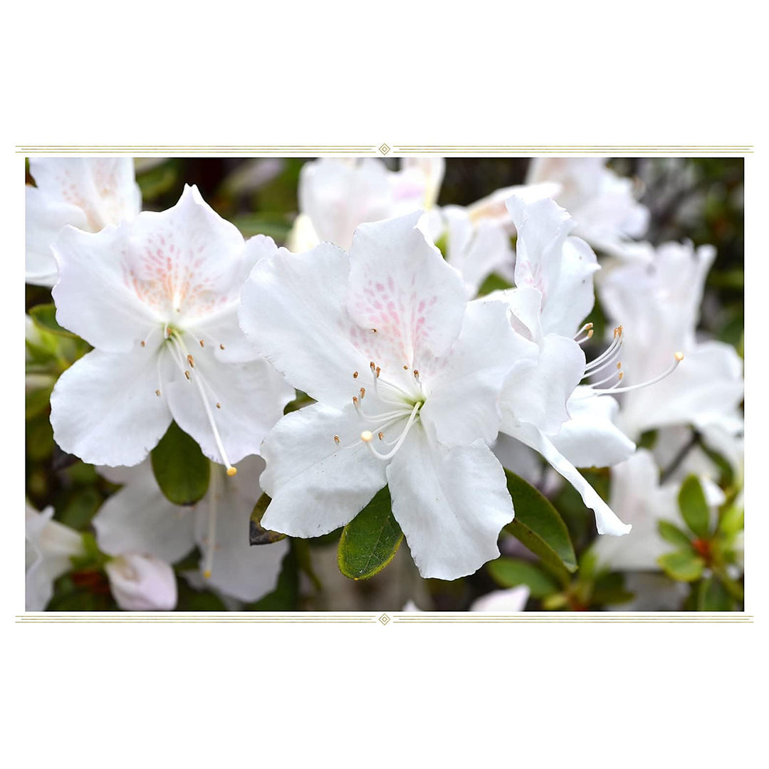 White Azalea Seeds for Planting – Organic, Heirloom, Non-GMO, High Germination Flower Garden Seeds | Neera Seeds product photo [neera-v4-0568048e9fcc39166772]