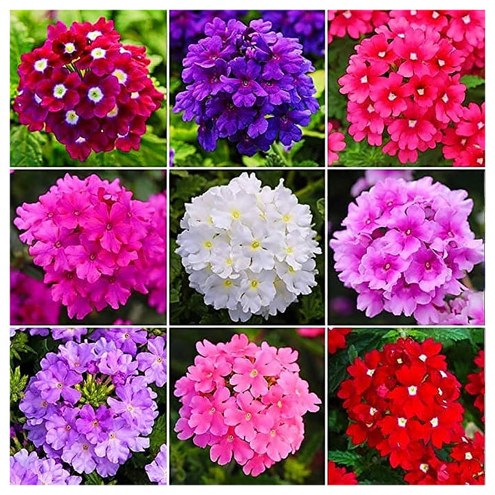 Stripe Verbena Flower Seeds for Planting - NON GMO Seeds | Neera Seeds product photo [neera-v4-056fe2c145a517318913]