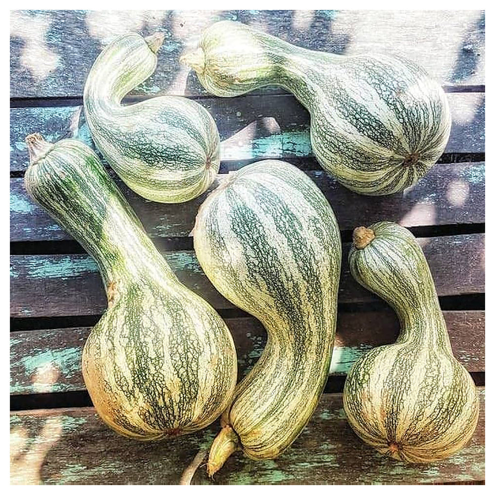 Green Cushaw Seeds for Planting – Heirloom, Non-GMO, High Germination Organic Garden Seeds for Sweet Winter Squash | Neera Seeds product photo [neera-v4-0578d98d92fbf162b45e]