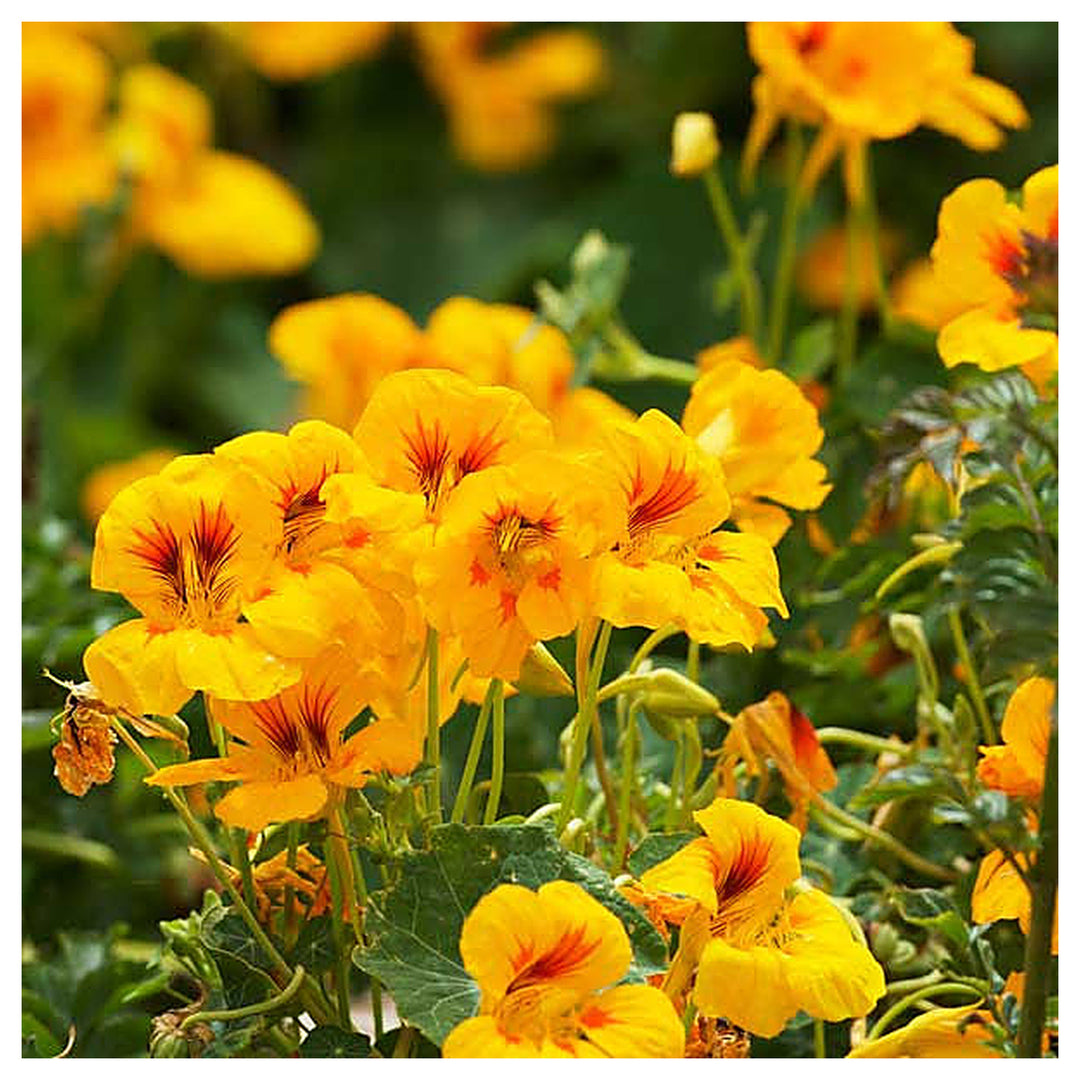 Heirloom Yellow Red Nasturtium Flower Seeds for Planting – Non-GMO, Vibrant Edible Blooms | Neera Seeds product photo [neera-v4-057959e11fe0183e6470]