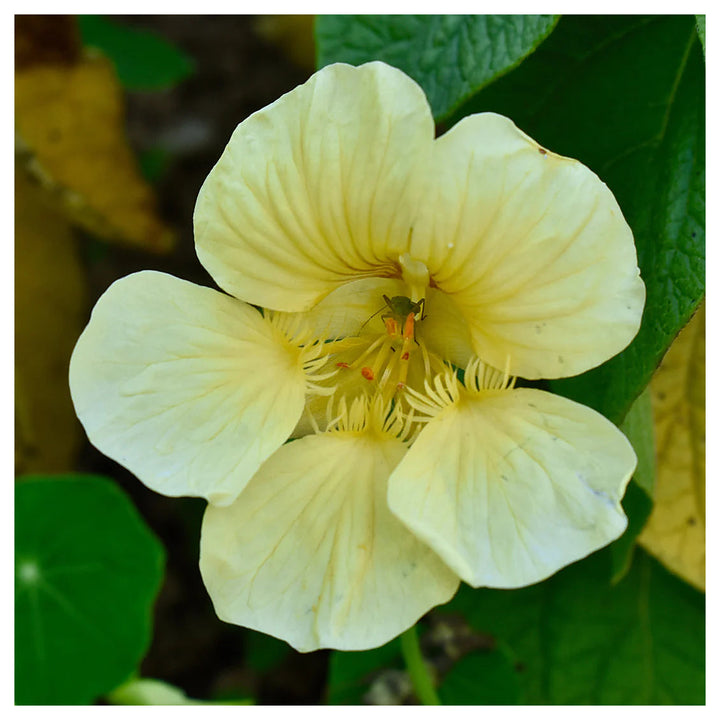 Heirloom Light Yellow Nasturtium Flower Seeds – Non-GMO, High Germination Organic Garden Seeds for Planting Edible  | Neera Seeds product photo [neera-v4-0583590cb630eaa5e83a]