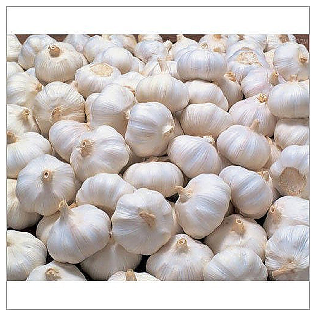 White Rocambole Garlic Seeds for Planting – Heirloom, Non-GMO, Organic Garden Seeds, High Germination | Neera Seeds product photo [neera-v4-05848b112e23adb2c0a8]