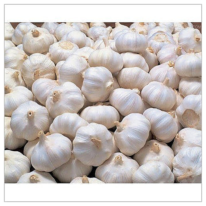 White Rocambole Garlic Seeds for Planting – Heirloom, Non-GMO, Organic Garden Seeds, High Germination | Neera Seeds product photo [neera-v4-05848b112e23adb2c0a8]