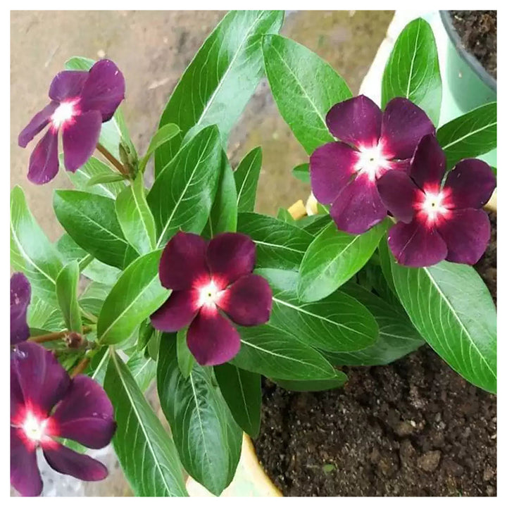 Periwinkle Vinca Dark Purple Flower Seeds - Heirloom, Non-GMO, High Germination Organic Garden Seeds for Planting | Neera Seeds product photo [neera-v4-058a3ad1ad7d8de4db0b]