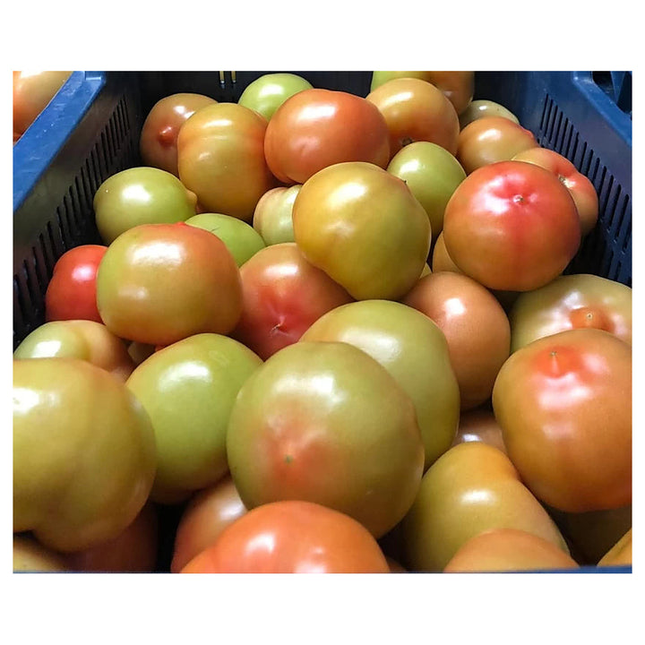 Red Green Tomato Vegetable Seeds for Planting – Heirloom, Non-GMO, Organic Garden Seeds with High Germination | Neera Seeds product photo [neera-v4-059d671b4263c8e3fd98]