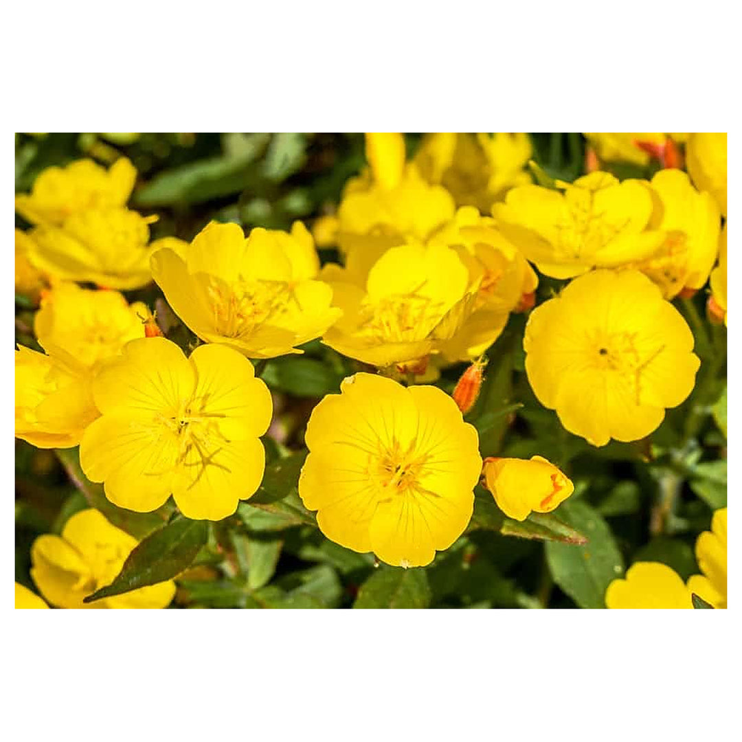 Heirloom Non-GMO Cape Primrose Flower Seeds for Planting – Colorful Indoor and Shade Garden Blooms | Neera Seeds product photo [neera-v4-059e14072a9aeb390278]