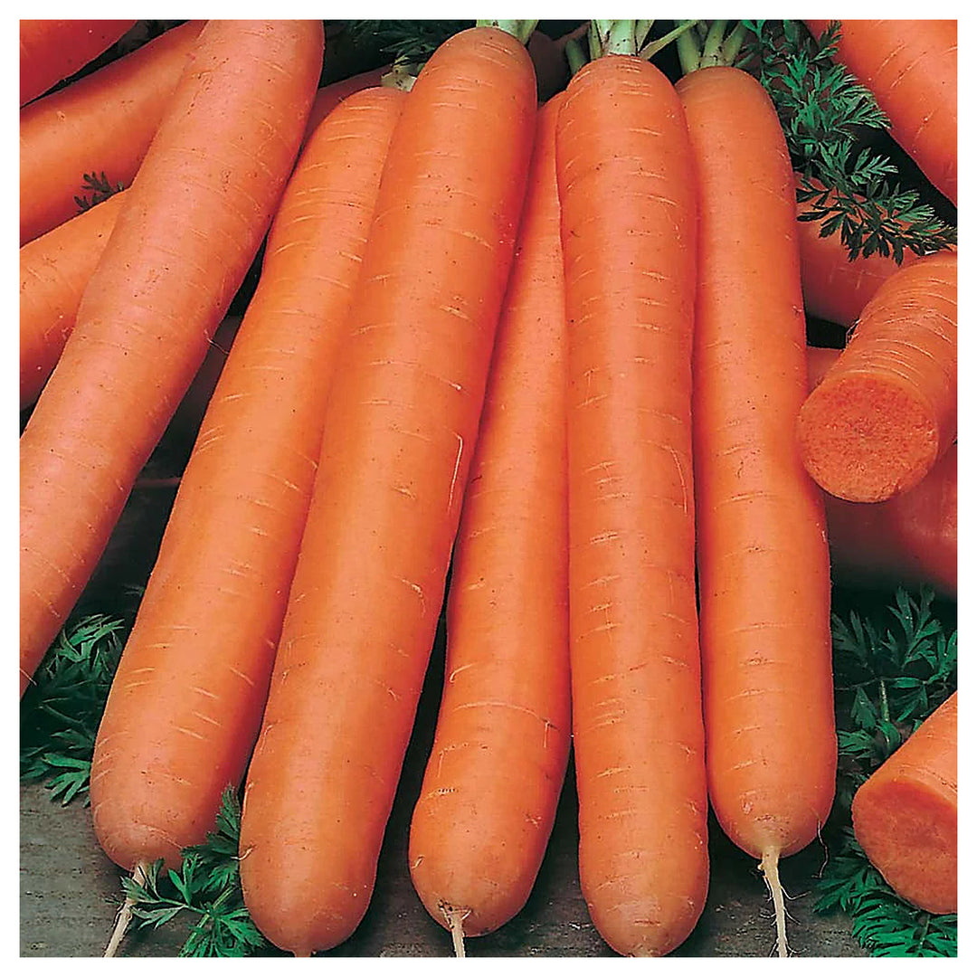 Nantes Carrot Seeds for Planting – Heirloom, Non-GMO Vegetable Seeds for Home Garden and Organic Farming | Neera Seeds product photo [neera-v4-05bac76aac0663b45da1]