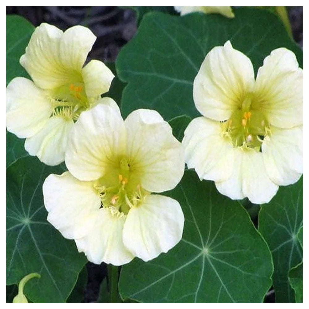 White Tropaeolum Majus Flower Seeds for Planting – Heirloom, Non-GMO, High Germination Organic Garden Seeds | Neera Seeds product photo [neera-v4-05c189d6f0a7998a75bc]