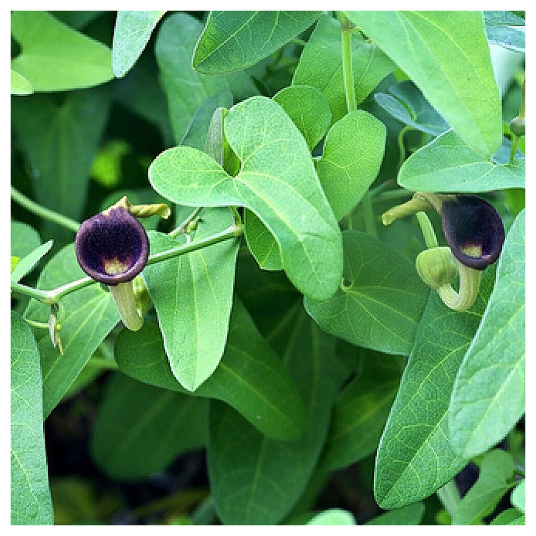 Heirloom Non-GMO Aristolochia Debilis Flower Seeds for Planting – Unique Ornamental Vines | High Germination | Neera Seeds product photo [neera-v4-05fa9b1f7b283289142a]