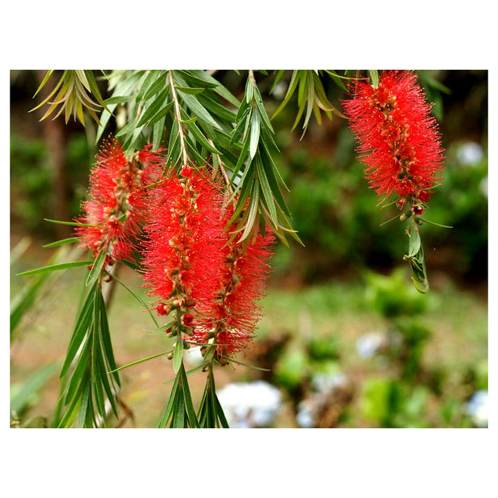 Heirloom Non-GMO Bottle Brush Flower Seeds for Planting – Vibrant GreenWill Garden Blooms | High Germination | Neera Seeds product photo [neera-v4-060208e7f167e8e4b5c4]