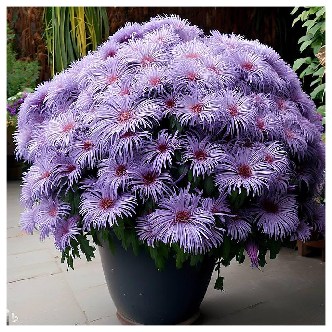 Blue Smooth Aster Planting Bulk Wildflower Garden Borders Flower Seeds Home Garden | Neera Seeds product photo [neera-v4-06083c4f87d6f31c76f3]