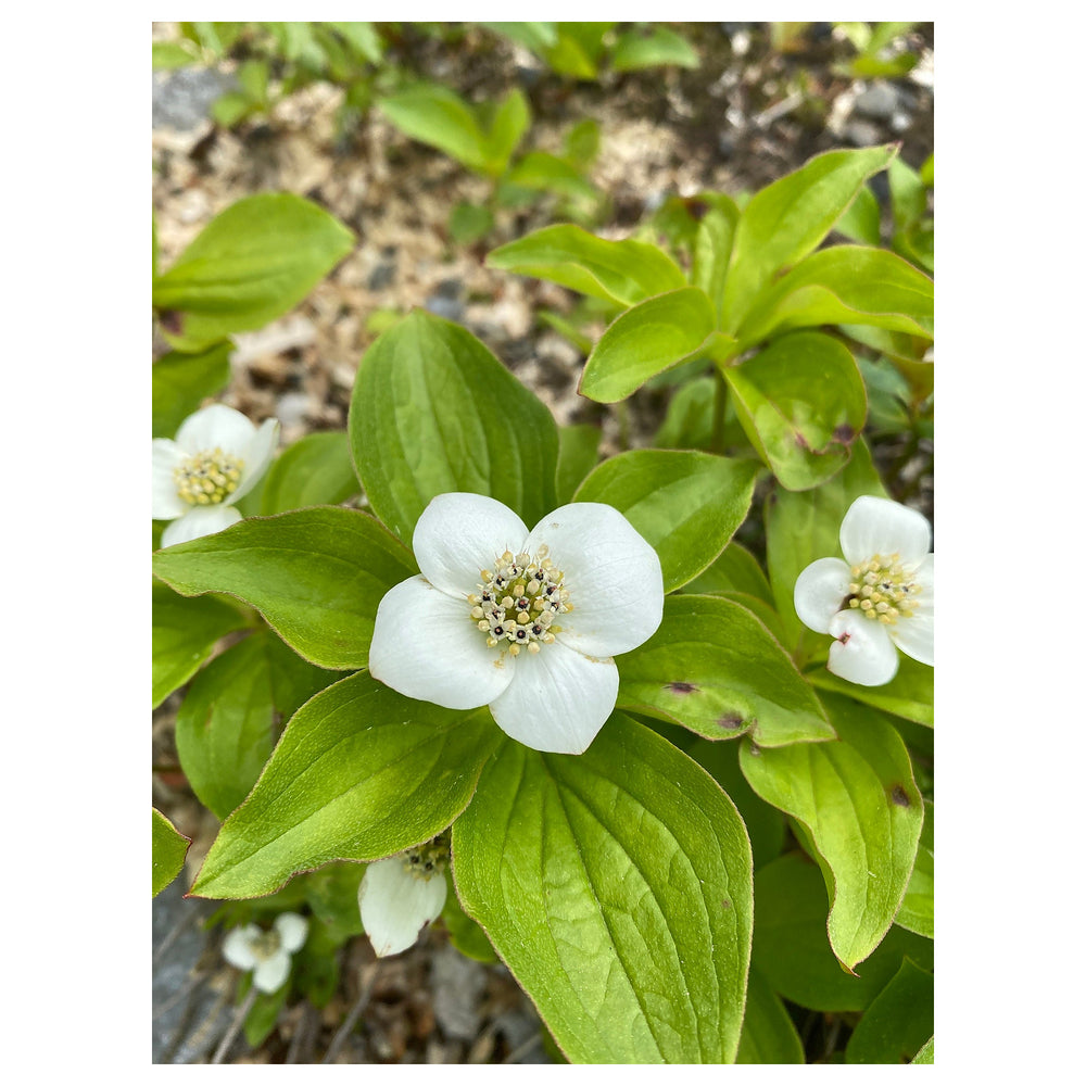 Heirloom Bunchberry Flower Seeds, Non-GMO Groundcover Blooms for Woodland Garden Planting | Neera Seeds product photo [neera-v4-06156ba8a12478b8f7d3]