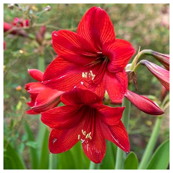 Amaryllis Flower Hippeastrum Spp For Planting In Indoor Garden Flower Seeds for Home Garden | Neera Seeds product photo [neera-v4-0618da4e434e292d2da6]
