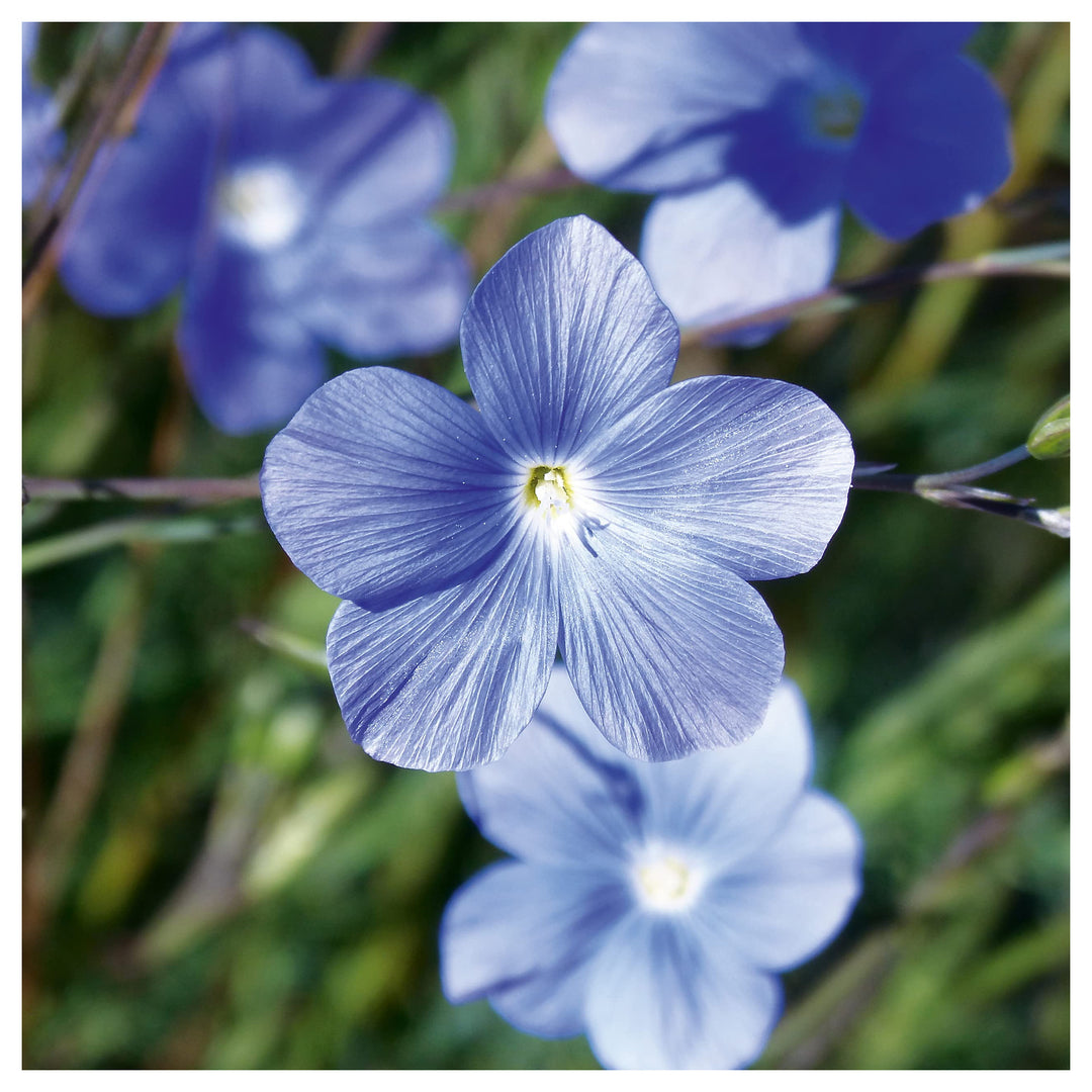 Blue Fd Llinum Perenne Flower Flower Seeds Home Garden Planting, Decorative Organic Blooming | Neera Seeds product photo [neera-v4-0623305ab6bdbf1f22fd]