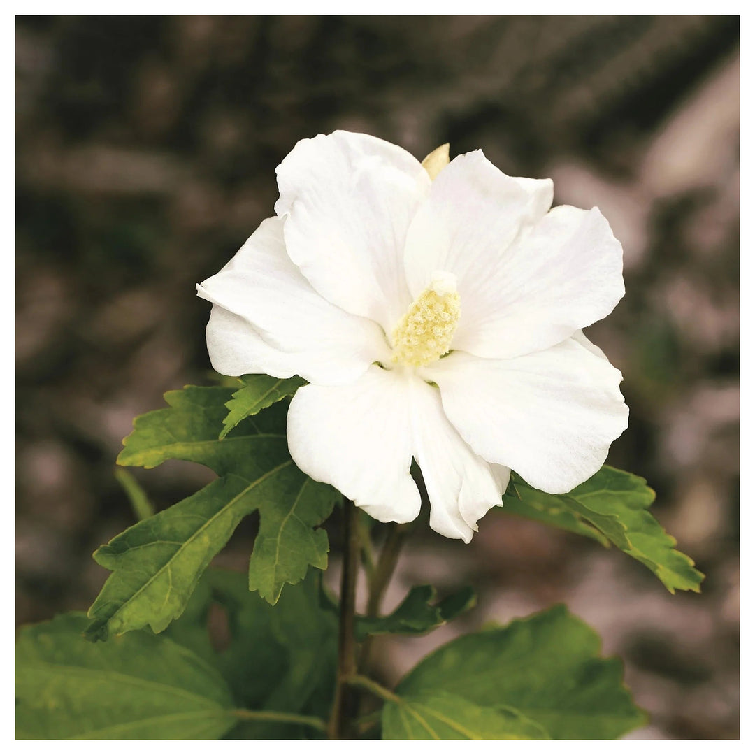 White Sharon Rose Plant Seeds for Planting – Non-GMO, Heirloom Garden Seeds for Growing | Neera Seeds product photo [neera-v4-06235942656490299b51]