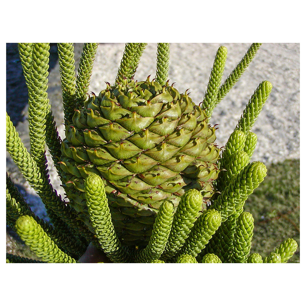 Premium Norfolk Pine Tree Seeds – High Germination Indoor Pine Tree Seeds | Grow Your Own Norfolk Island Pine | Neera Seeds product photo [neera-v4-0623edaa54305cd2b887]